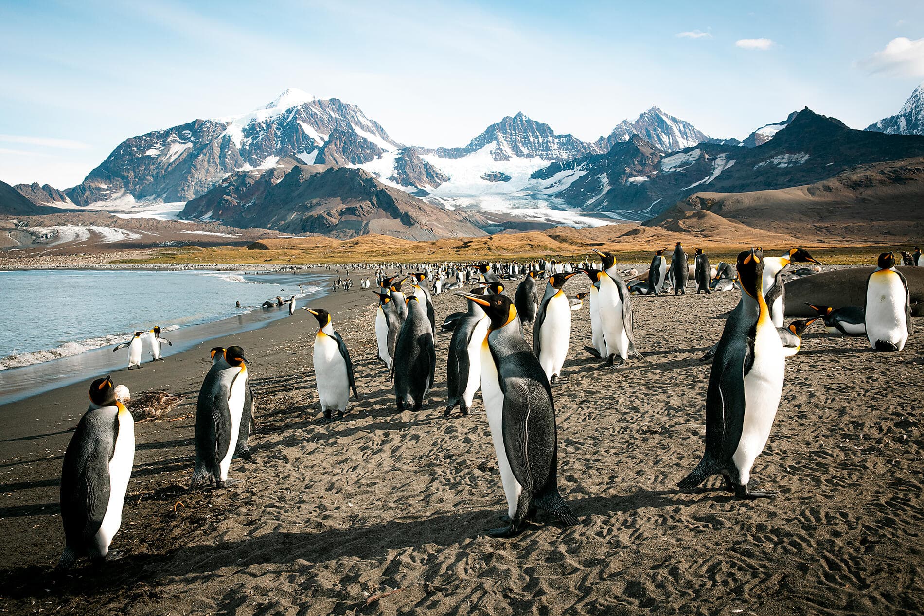Antarktis, Falklandinseln und Südgeorgien