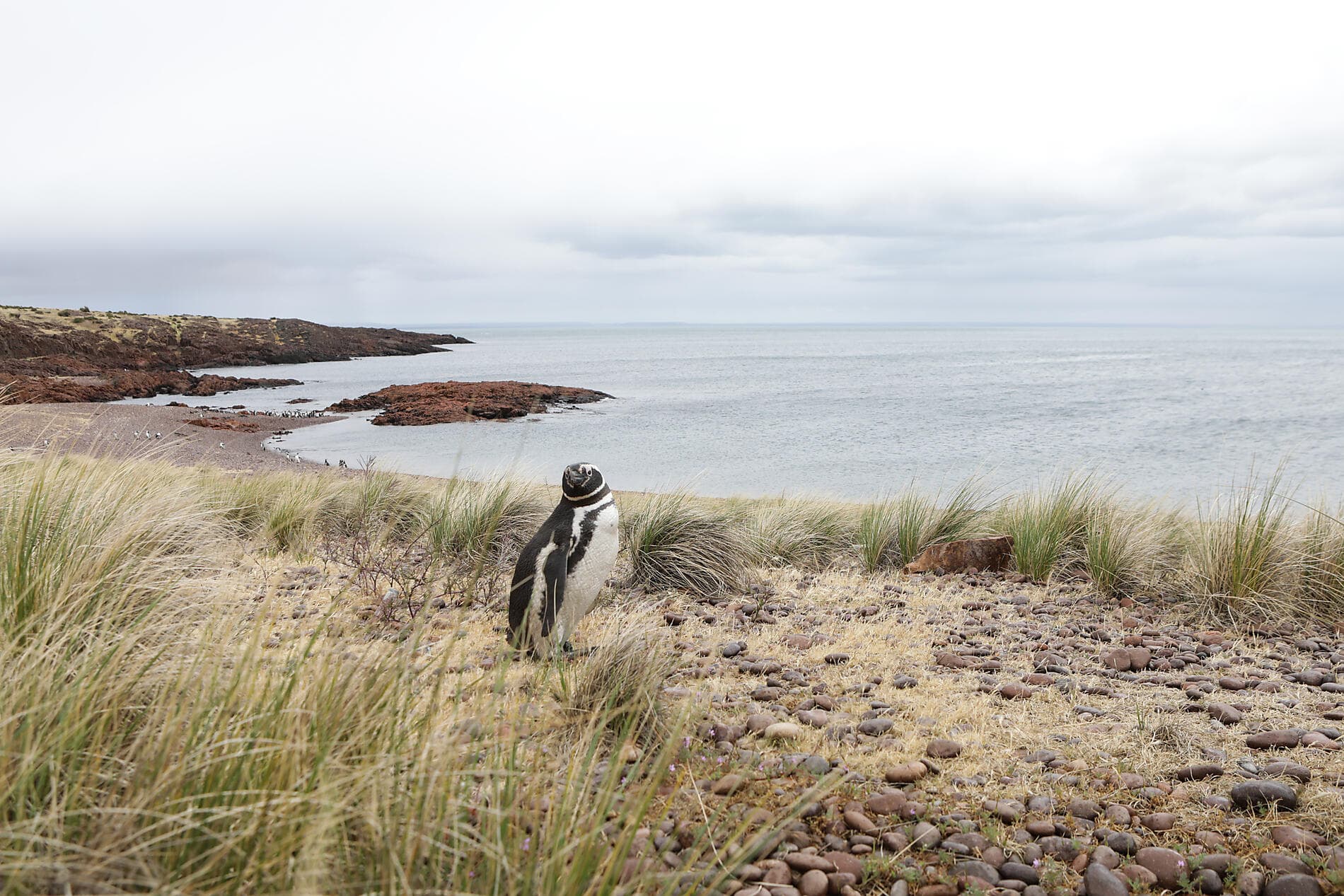 Falkland, Südgeorgien & Halbinsel Valdés: Im Herzen der Wildnis 
