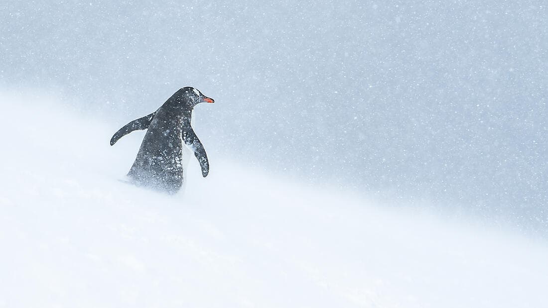 Halbumrundung Antarktis – Entdeckung der Ostküste