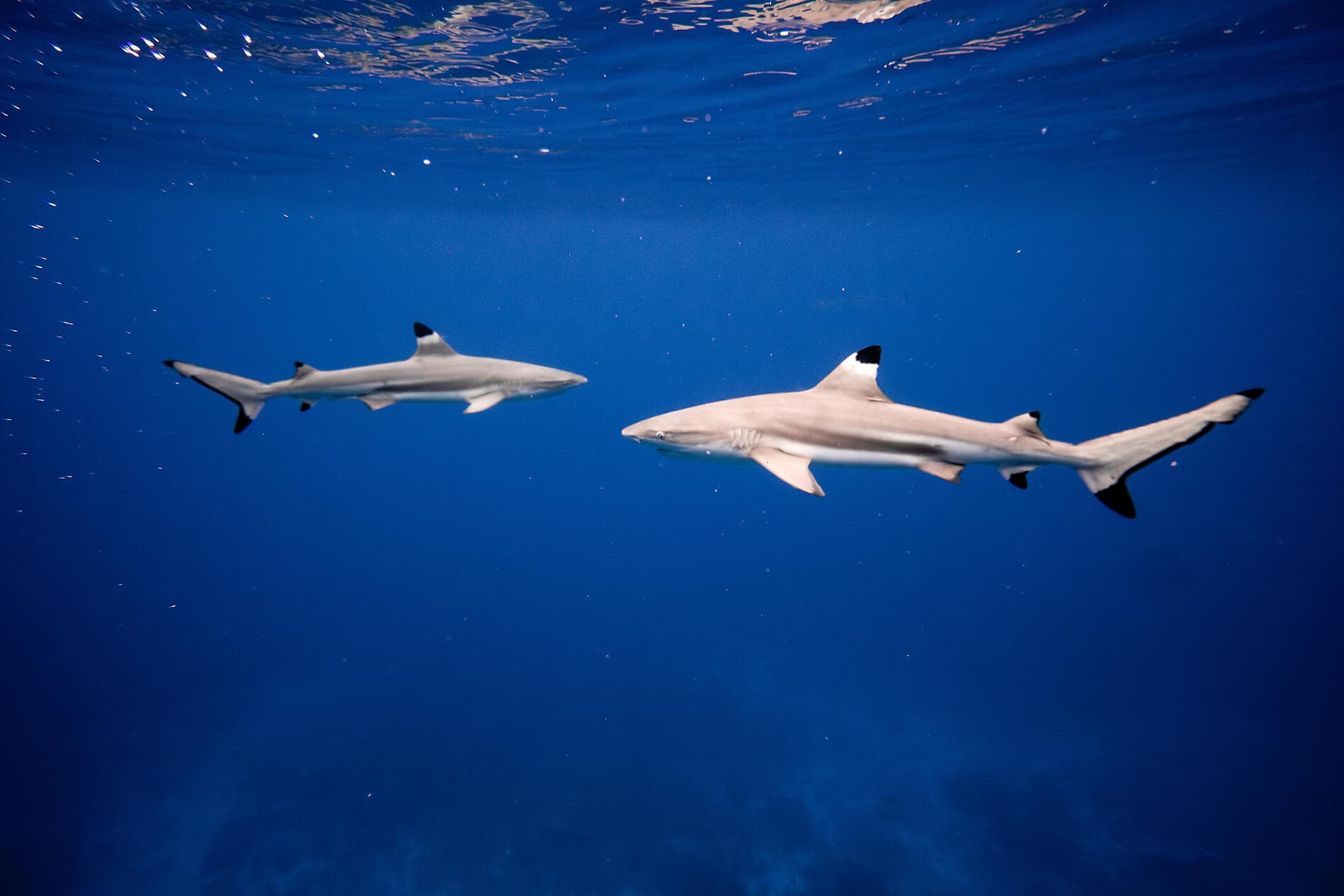 Perlen der Gesellschaftsinseln 