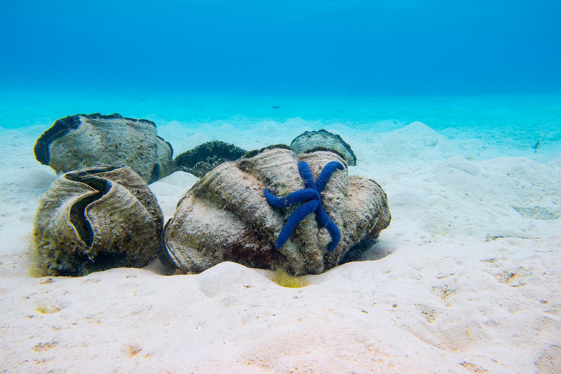 Cook- und Gesellschaftsinseln 