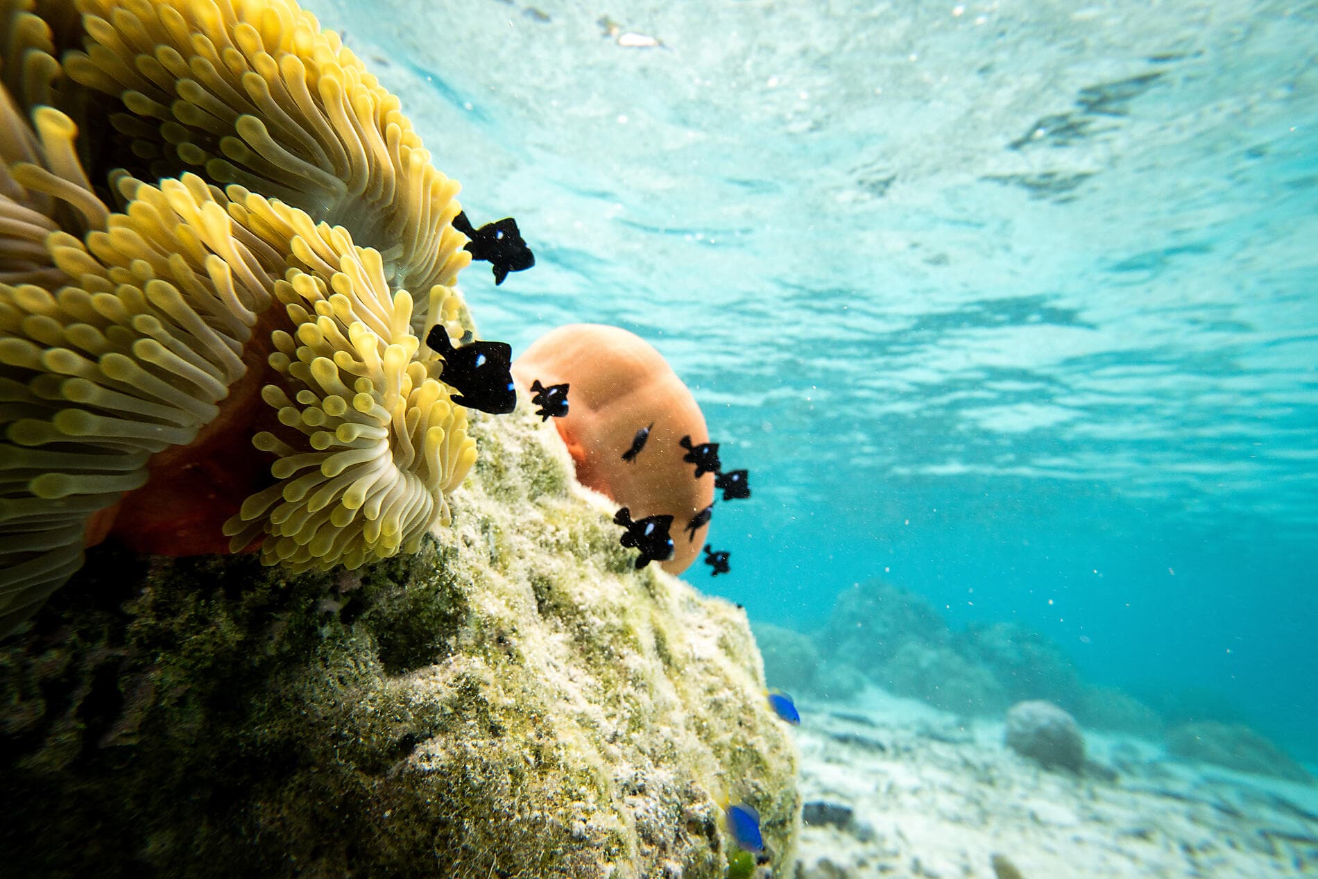 Cook- und Gesellschaftsinseln 