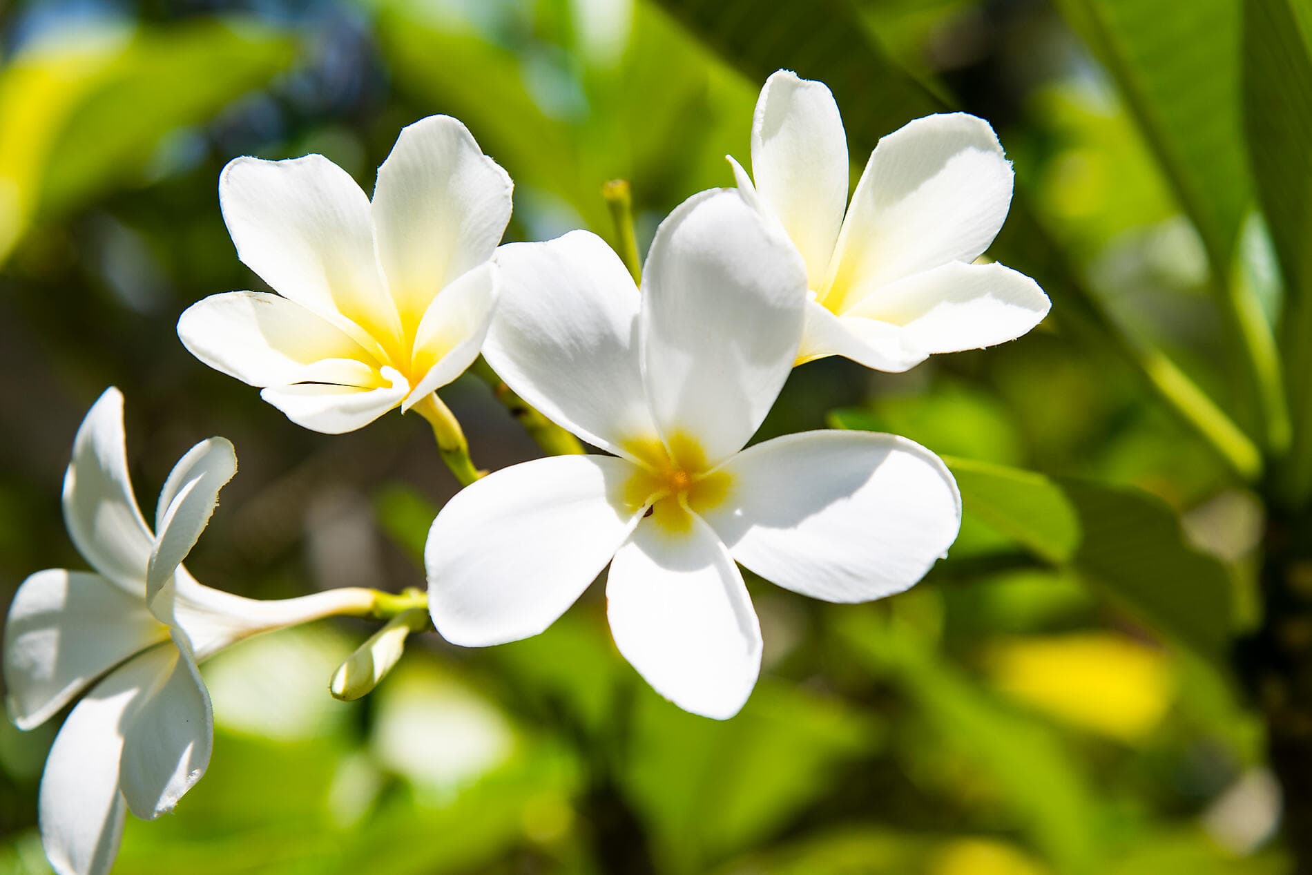 Gesellschaftsinseln und Tuamotu-Archipel  