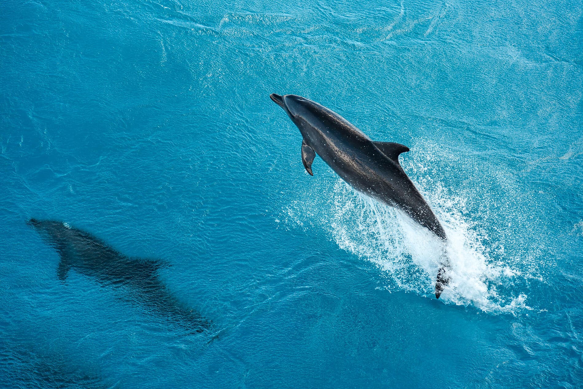 Gesellschaftsinseln und Tuamotu-Archipel  
