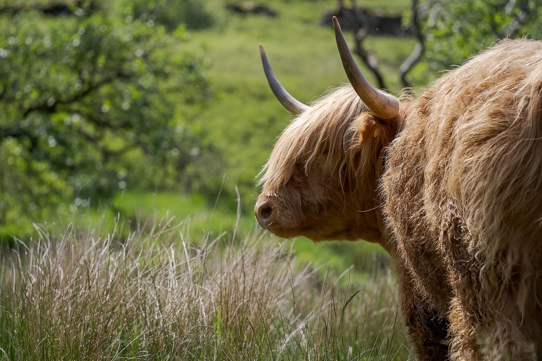 Hebriden und Highlands – das Land der Legenden 