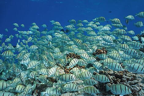 27. Dez 26 - Rangiroa, Tuamotu-Archipel