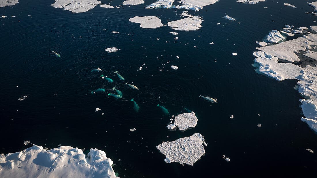 Grönland jenseits des Bekannten