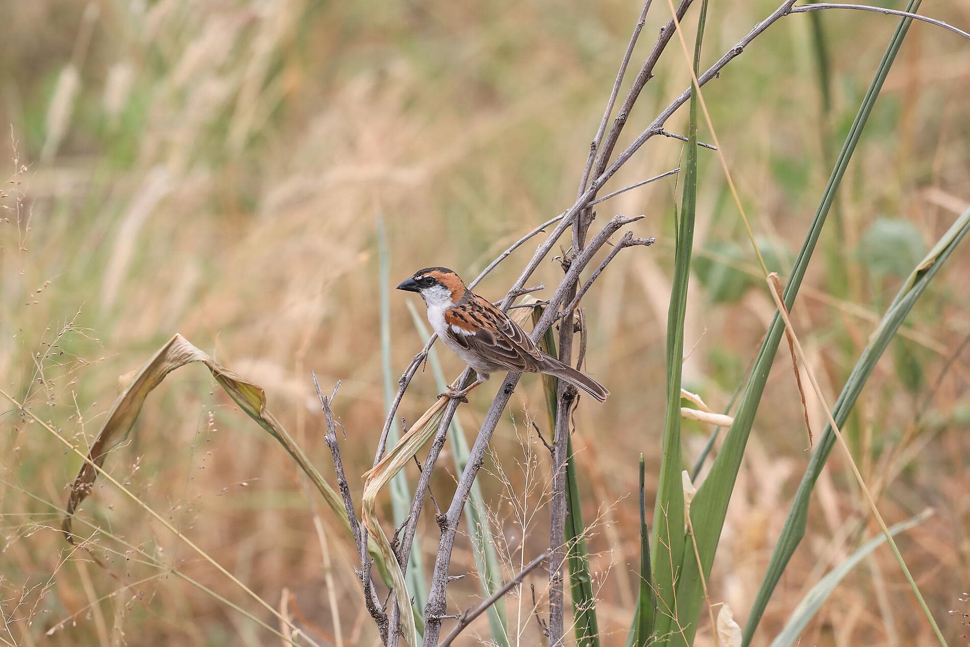 Die vielen Facetten der Kapverden 