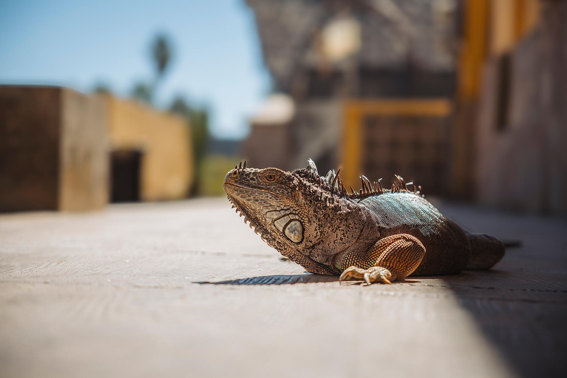 Erkundung im Herzen der Baja California
