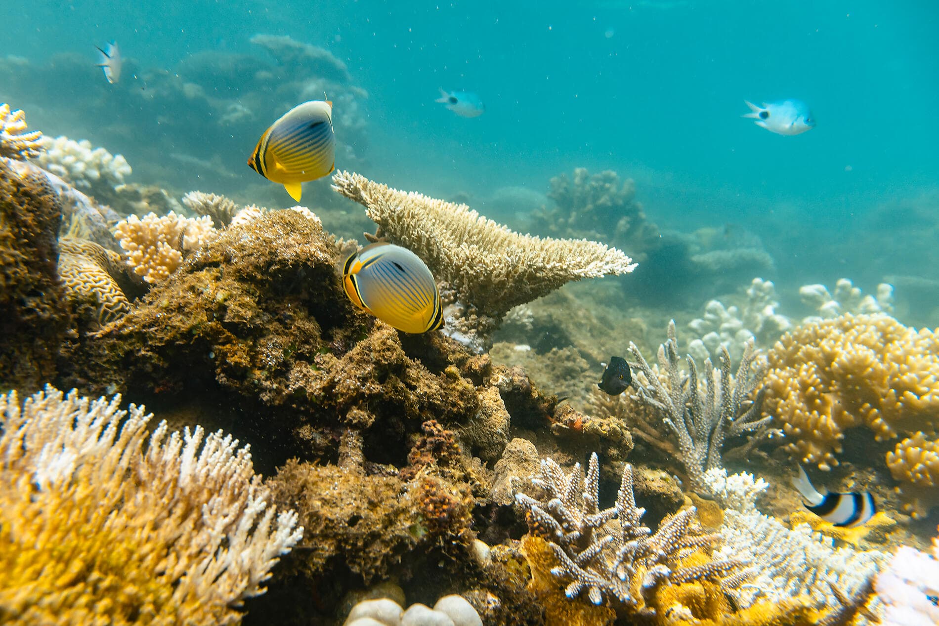 Von Madagaskar zu den Seychellen – unerwartete Inseln 