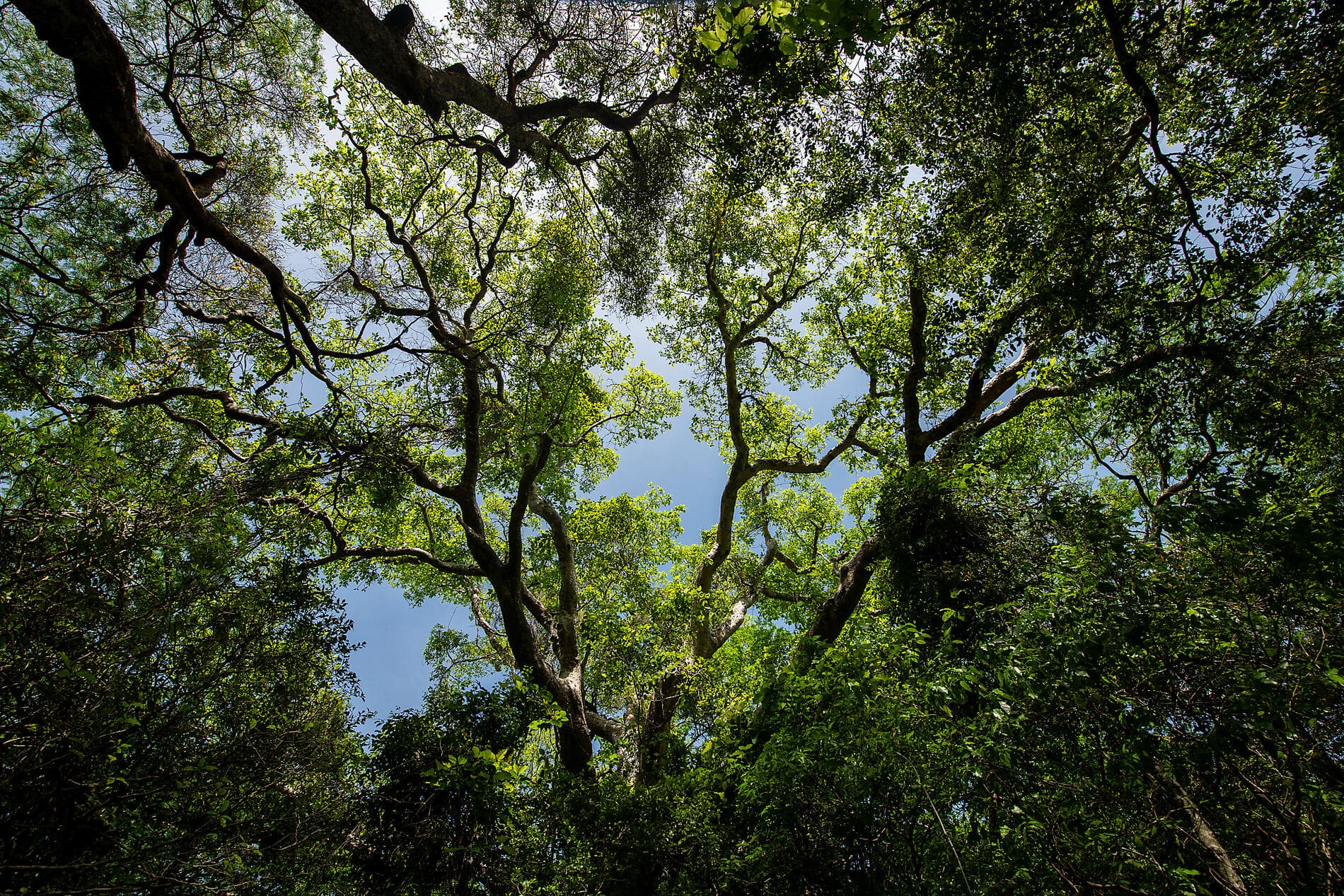 Von Madagaskar zu den Seychellen – unerwartete Inseln 
