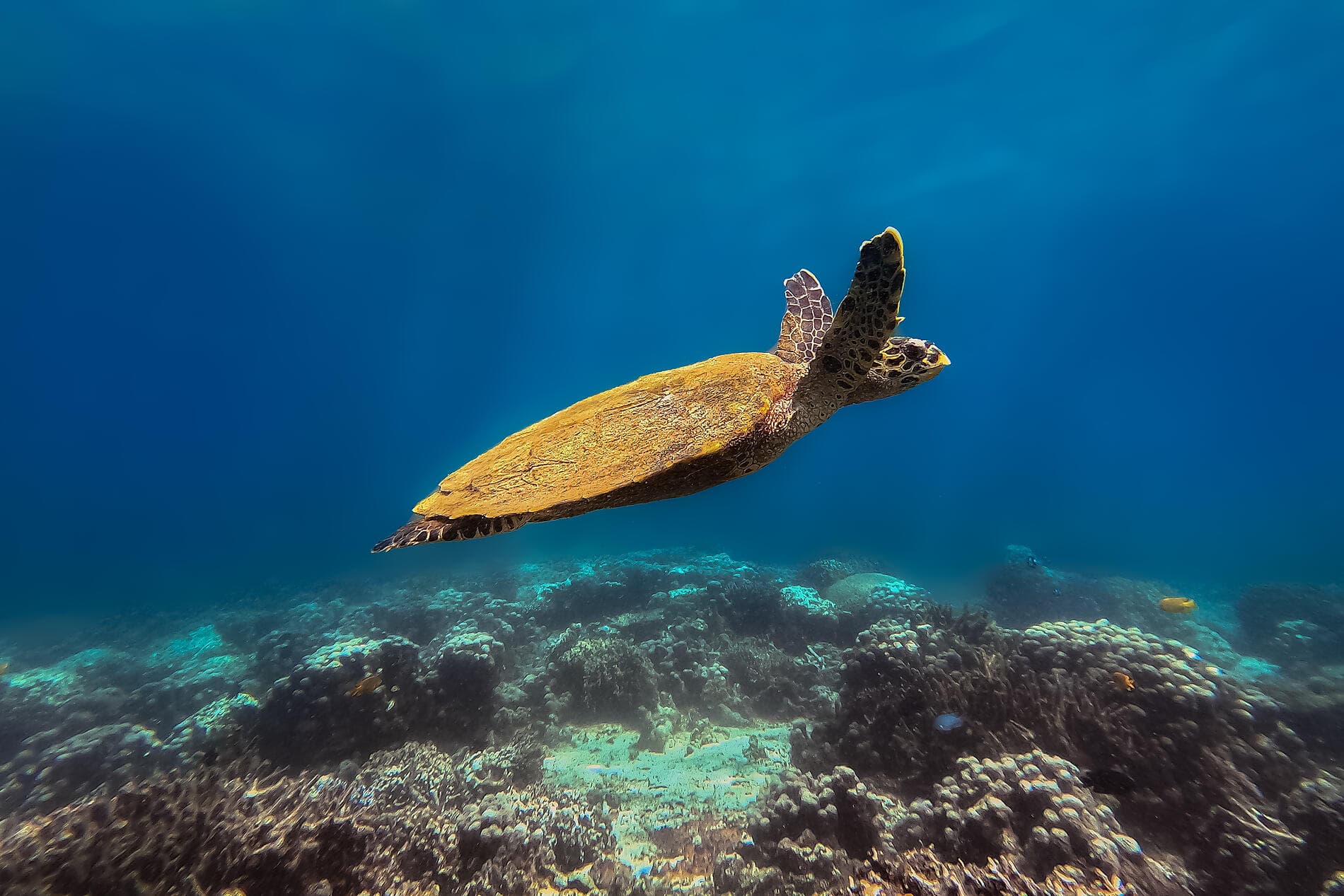 Von Madagaskar zu den Seychellen – unerwartete Inseln 