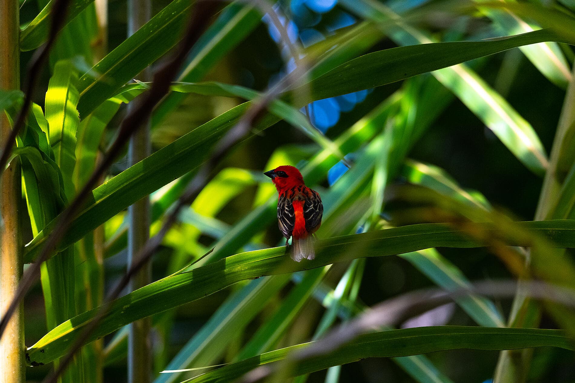 Von Madagaskar zu den Seychellen – unerwartete Inseln 