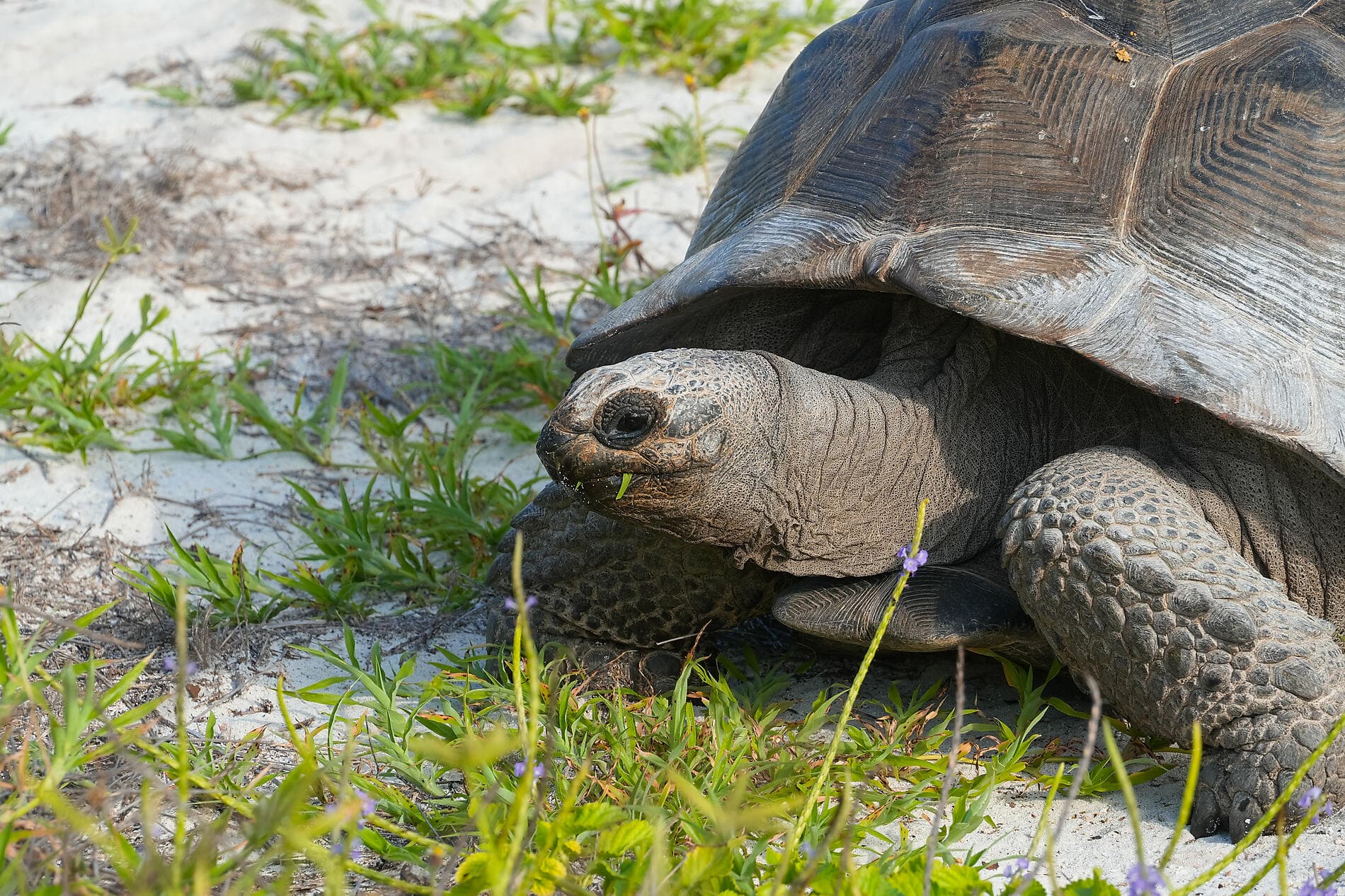 Von Madagaskar zu den Seychellen – unerwartete Inseln 