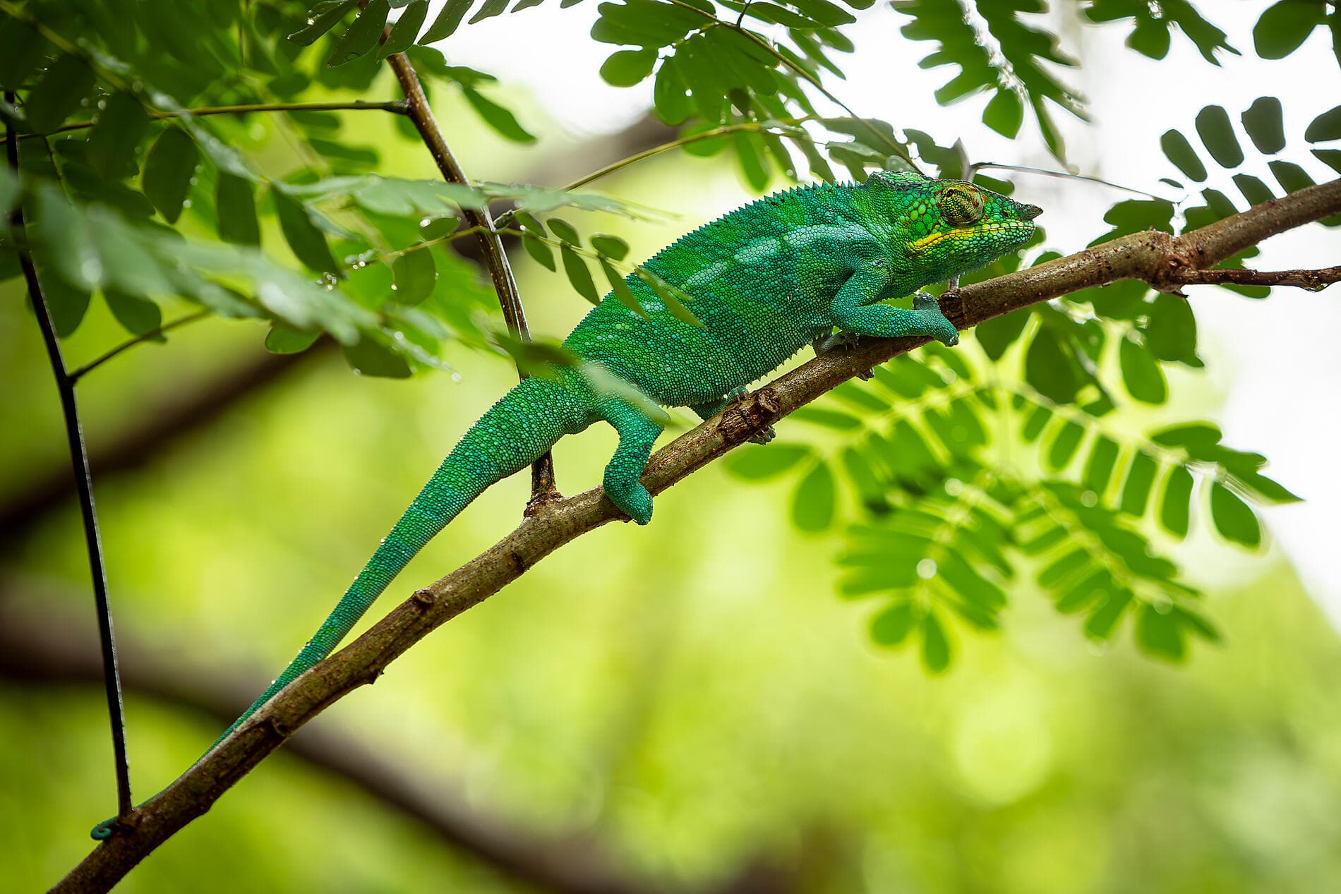 Von Madagaskar zu den Seychellen – unerwartete Inseln 