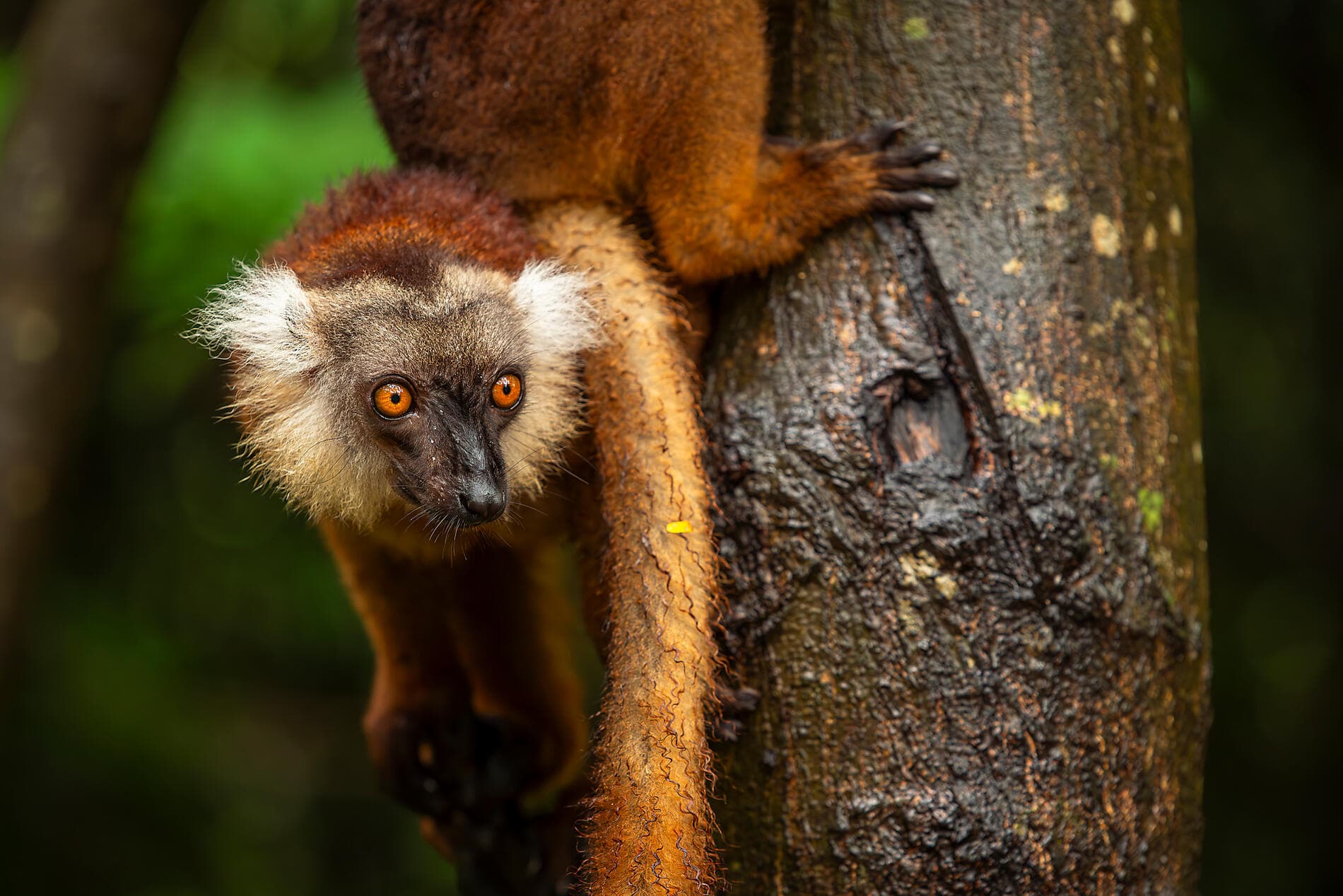 Von Madagaskar zu den Seychellen – unerwartete Inseln 