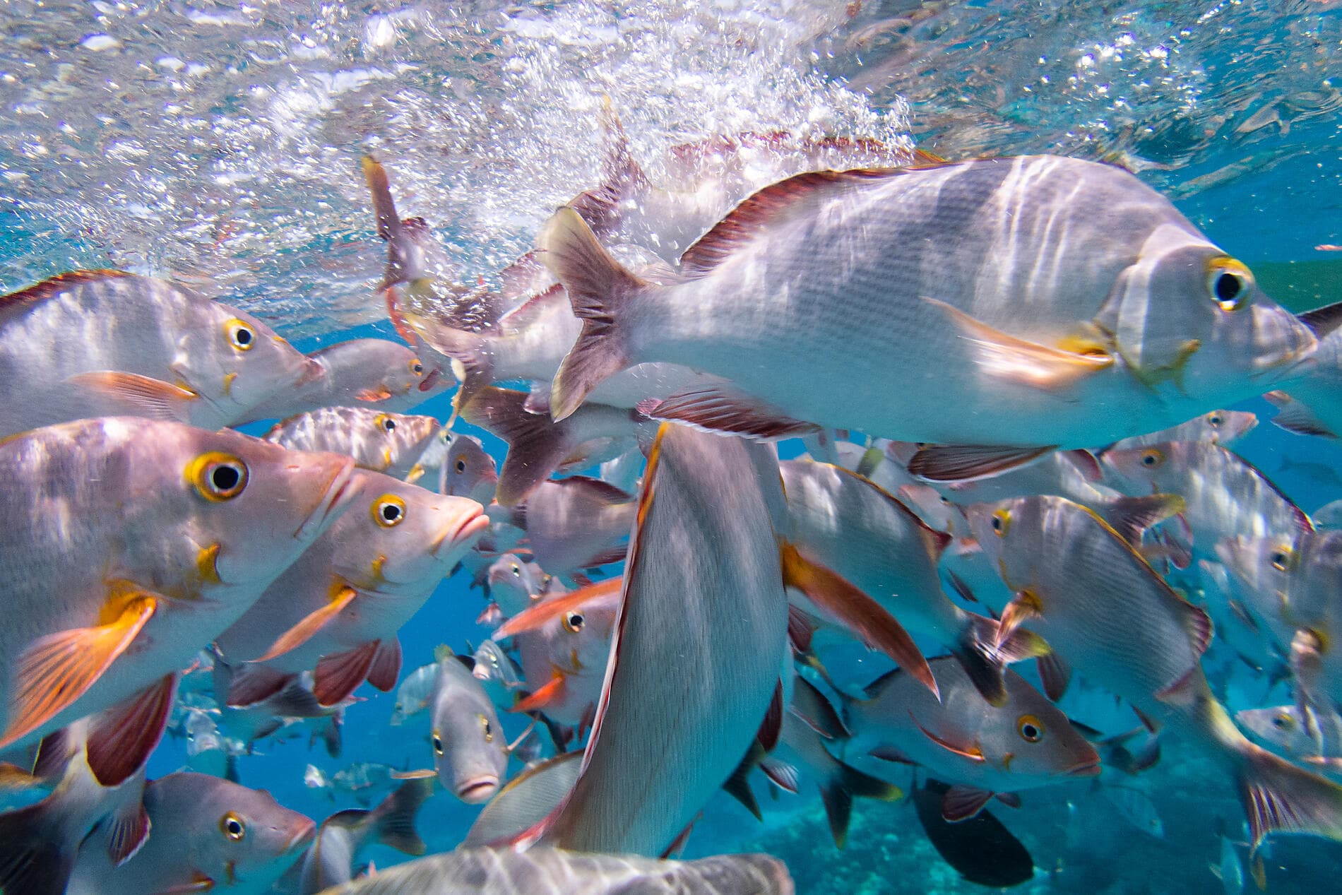 Unentdeckte Südsee: Tuamotu, Gambier- und Austral-Inseln