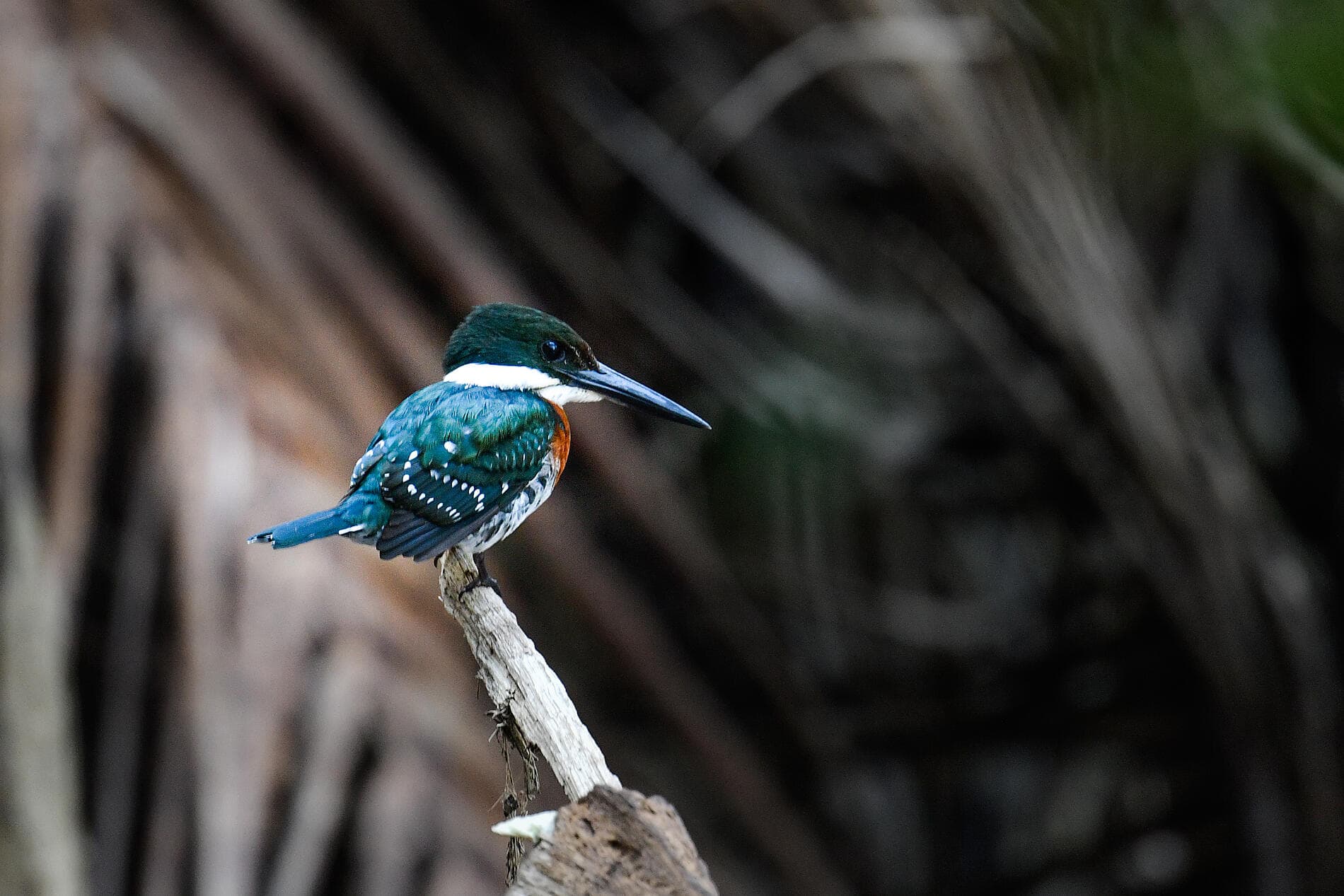 Geheimnisse Mittelamerikas 