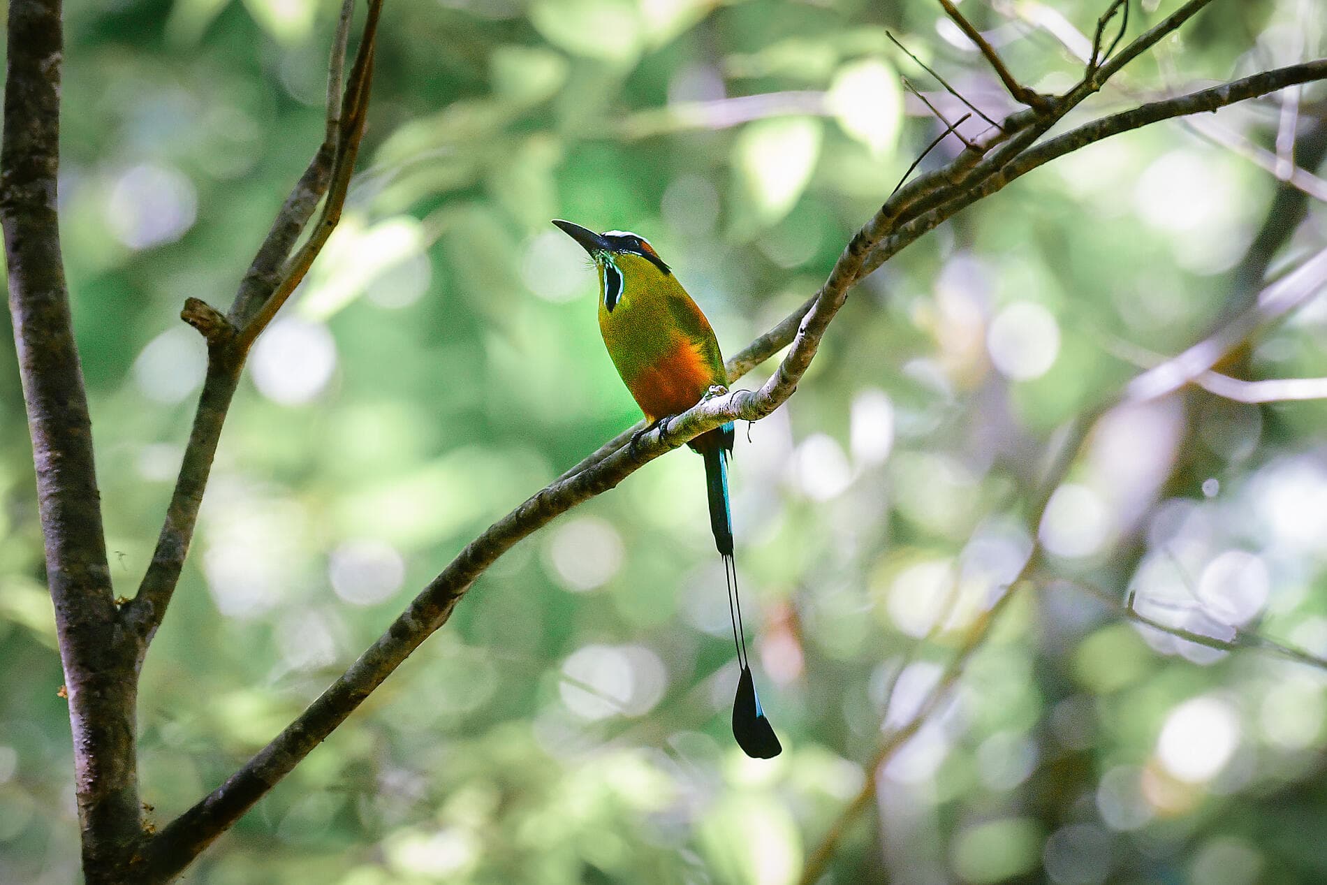 Geheimnisse Mittelamerikas 