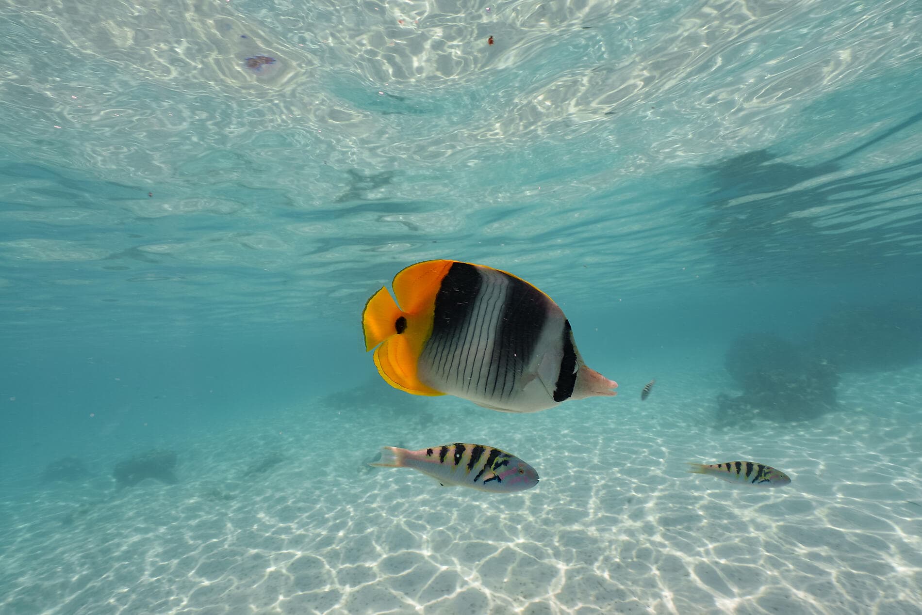 Geheimnisvoll: Französisch-Polynesien und die Insel Pitcairn