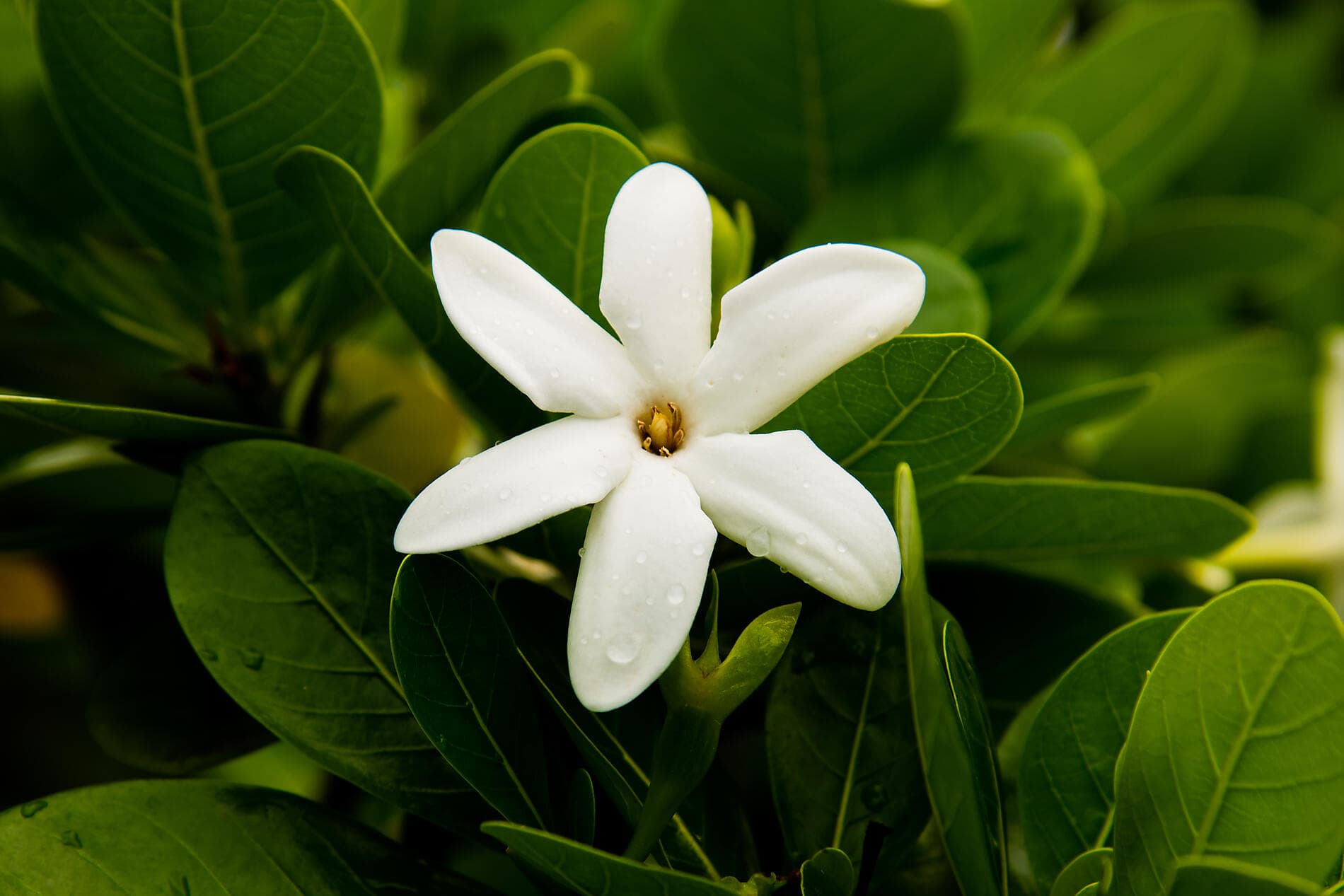 Südsee pur: Marquesas und Tuamotu 