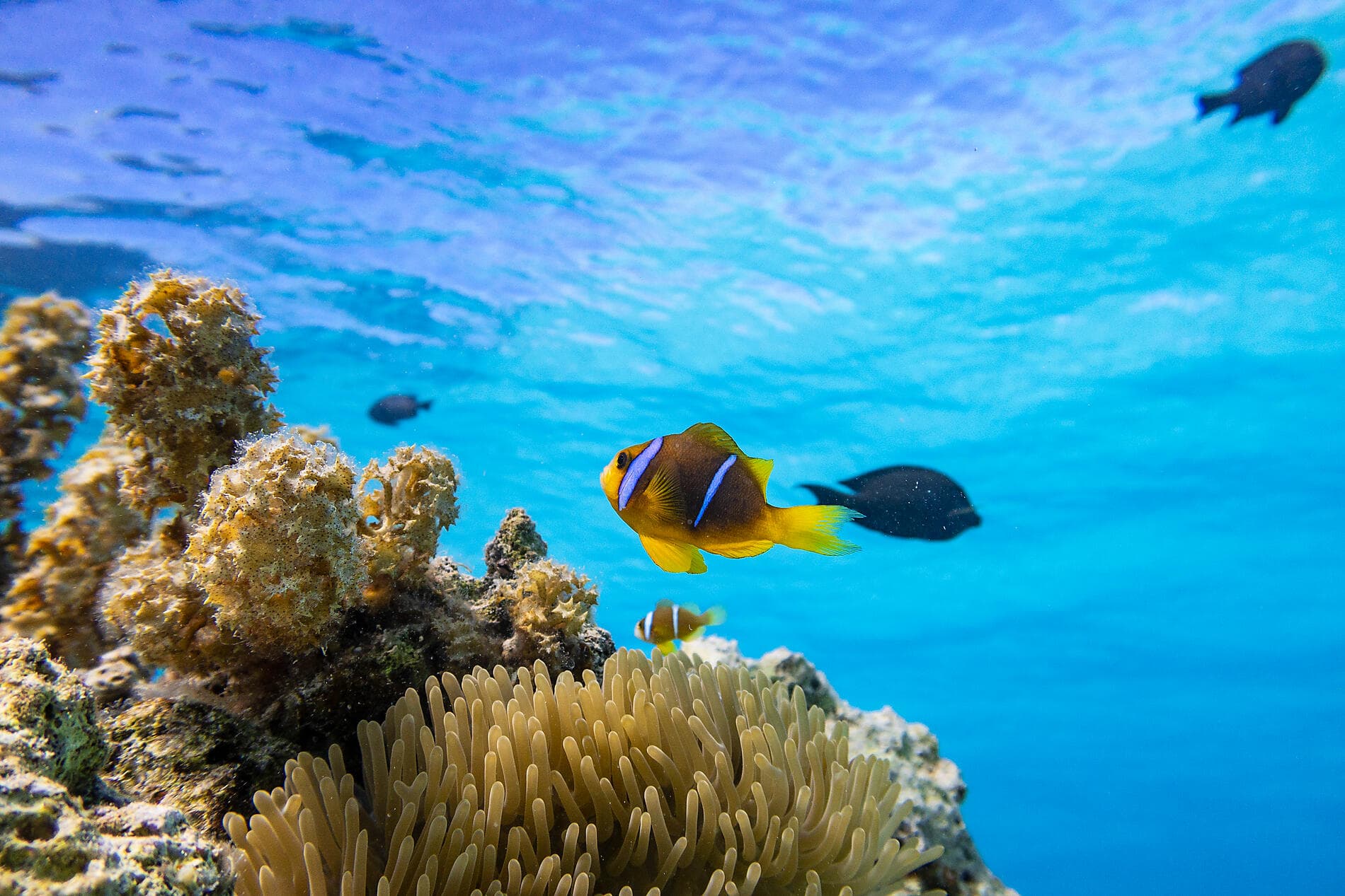 Südsee pur: Marquesas und Tuamotu 