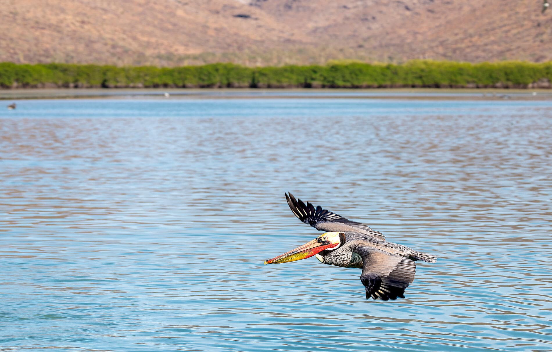 Baja California - Wale, Wüsten und weite Küsten – mit Smithsonian Journeys 