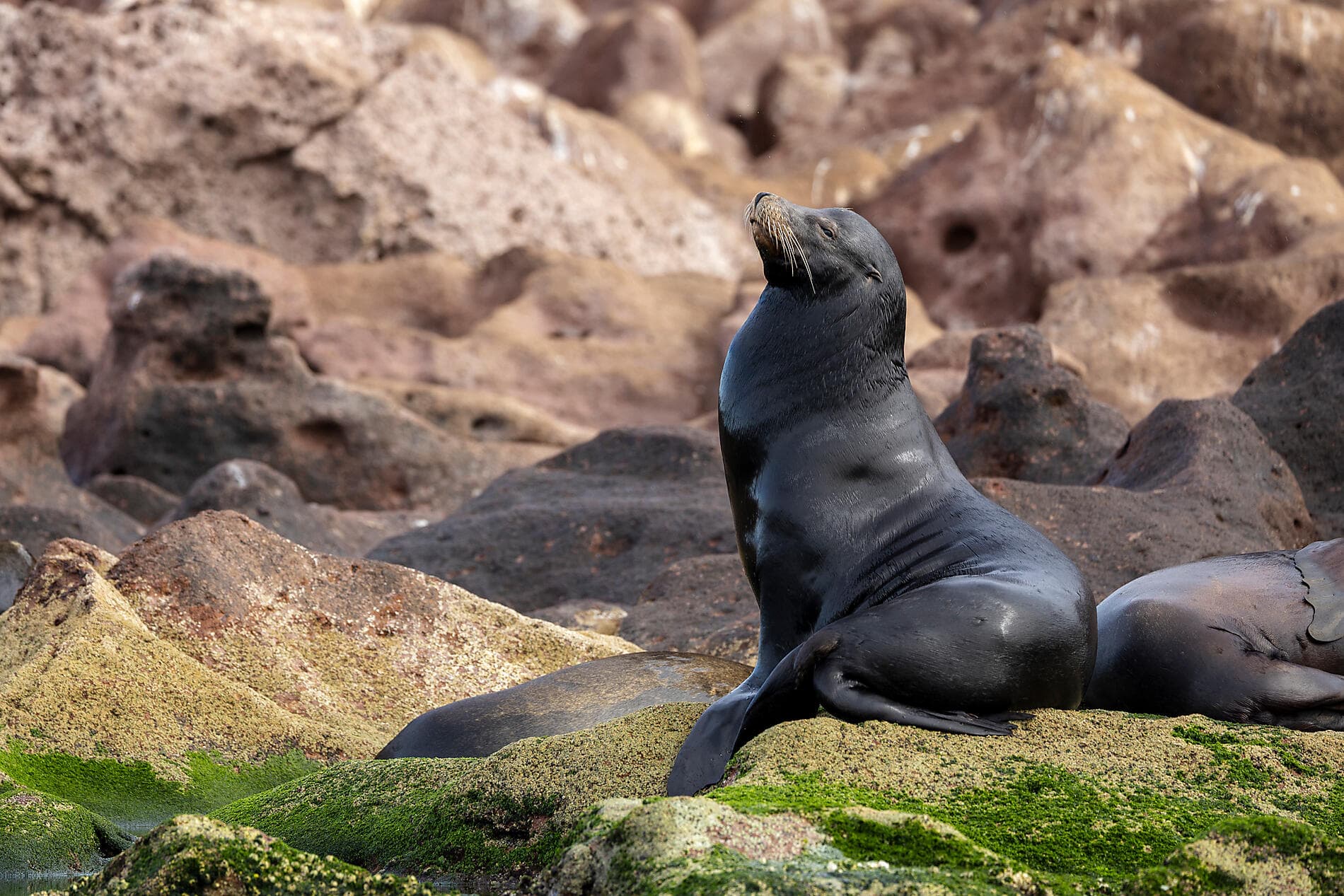 Baja California - Wale, Wüsten und weite Küsten – mit Smithsonian Journeys 