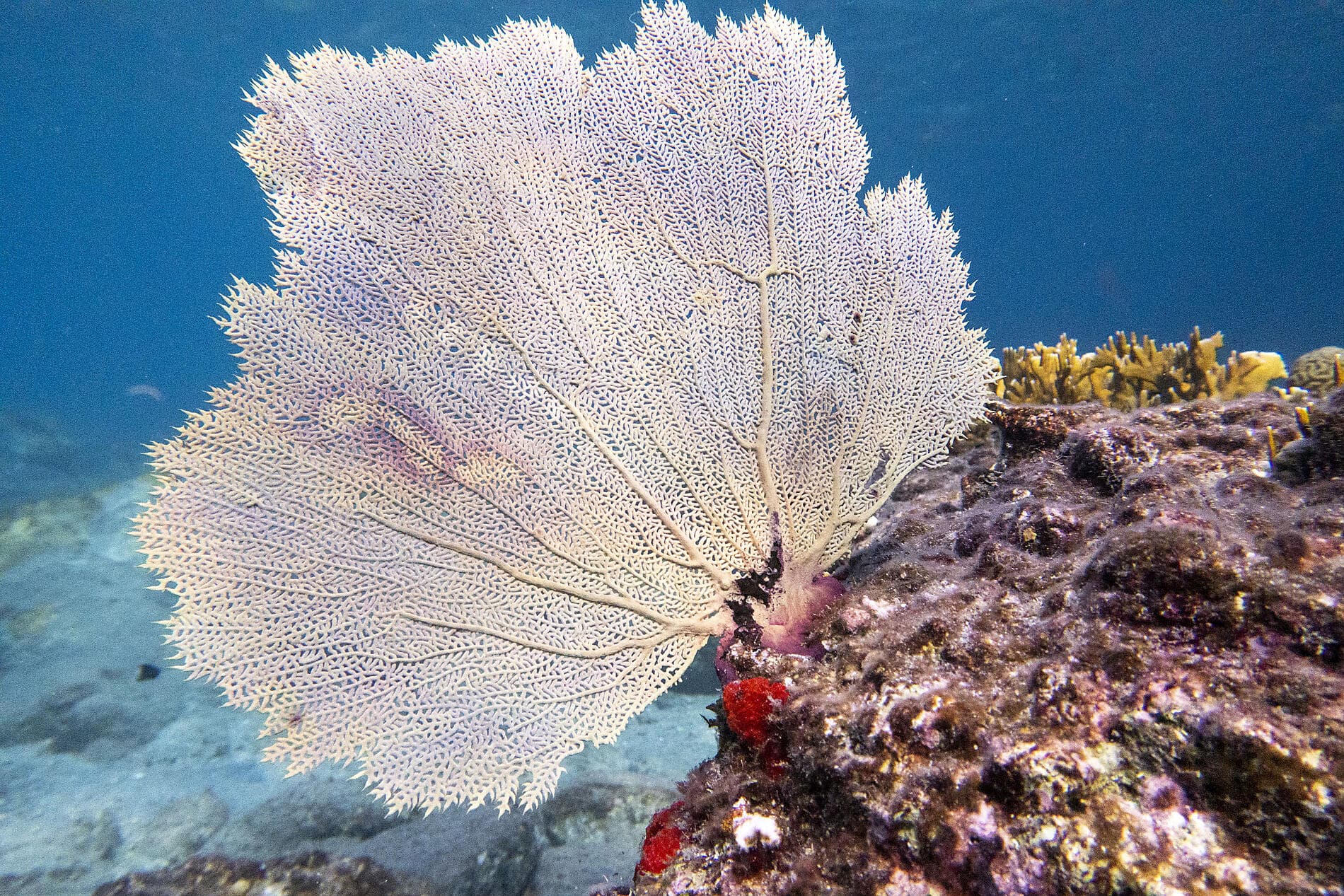 Verborgene Schätze der Kleinen Antillen