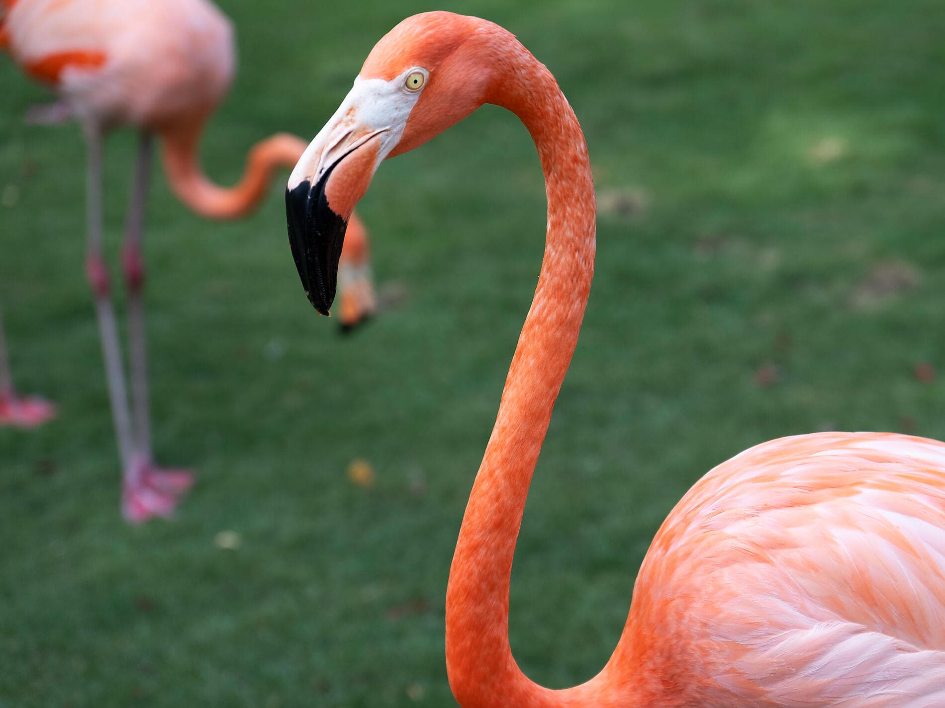 Panama, Kolumbien und karibische Inseln  