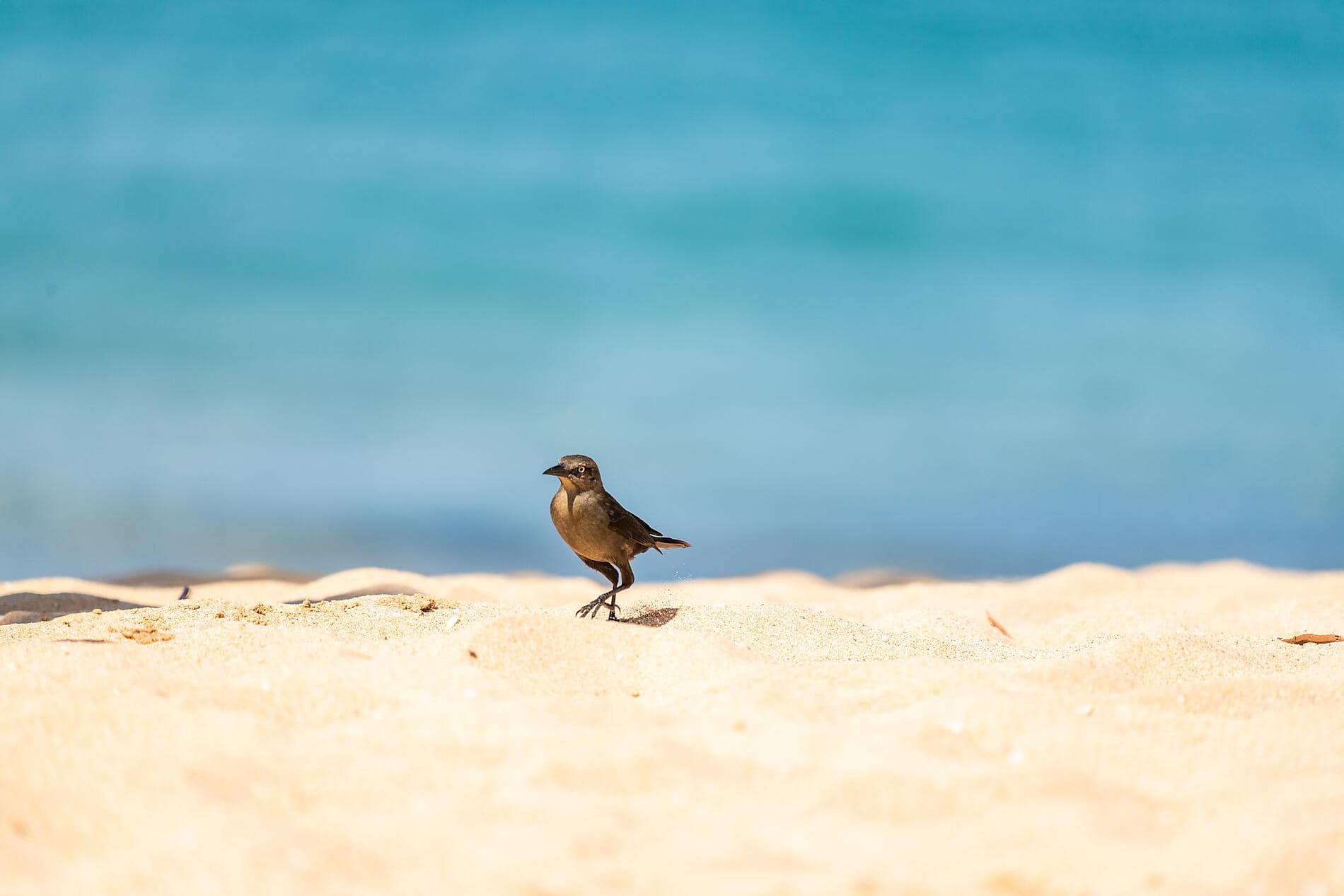 Panama, Kolumbien und karibische Inseln  