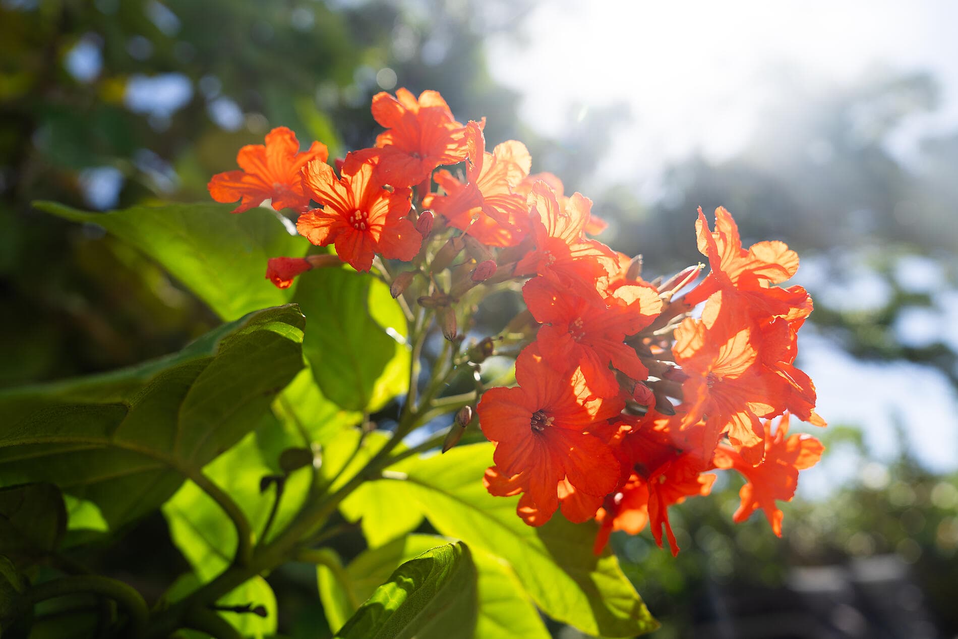 Panama, Kolumbien und karibische Inseln  