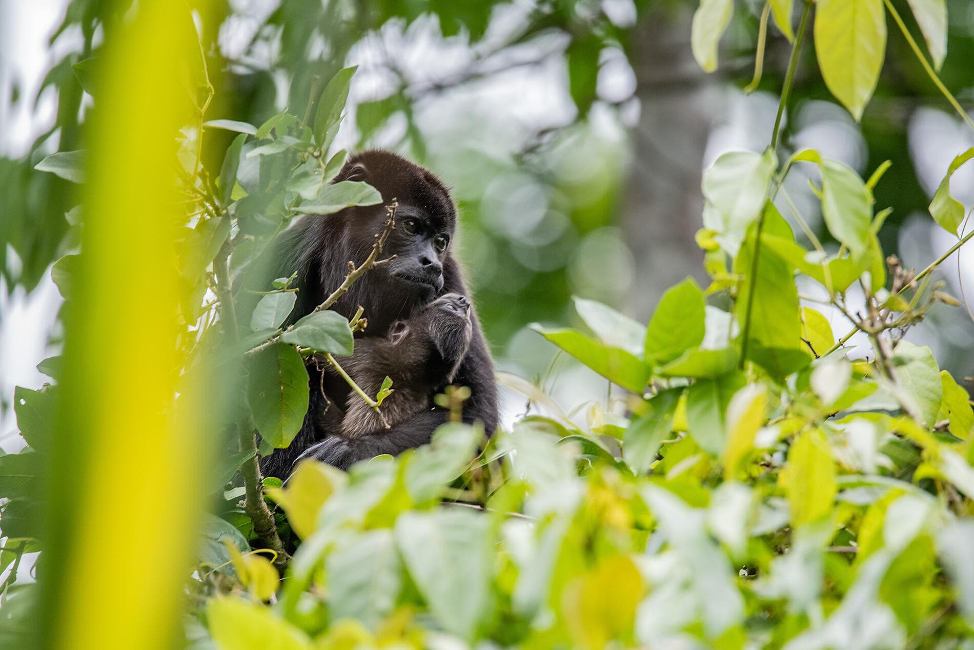 Die Pazifikküste von Costa Rica 