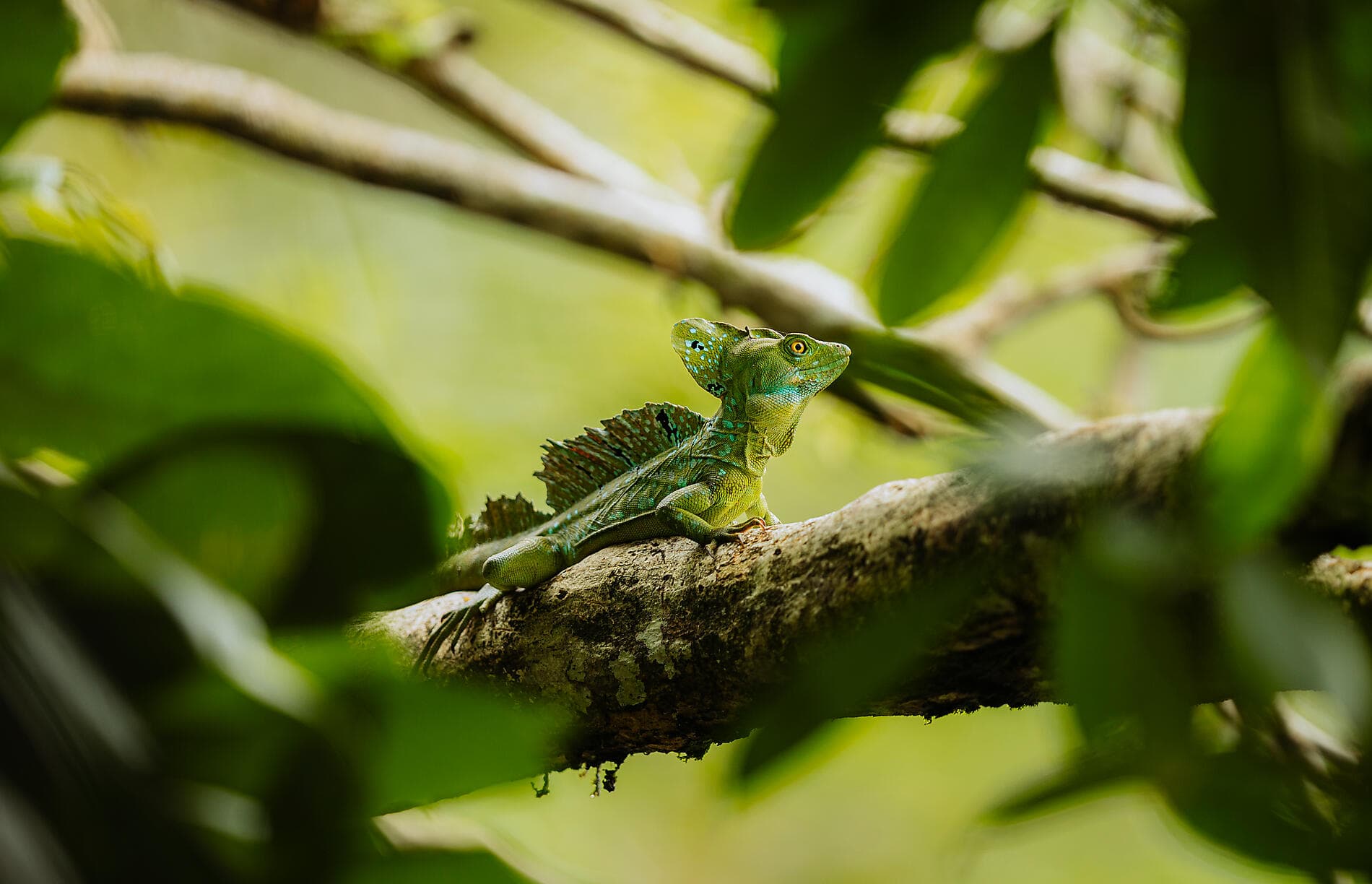 Die Pazifikküste von Costa Rica 