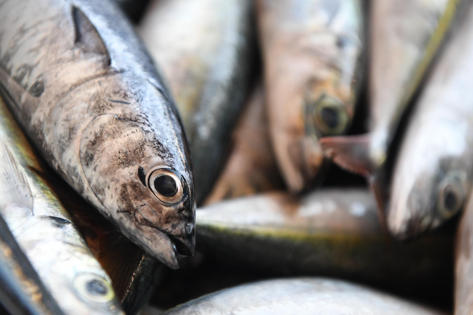 Hommage an Mstislaw Rostropowitsch, den Cellisten des Jahrhunderts