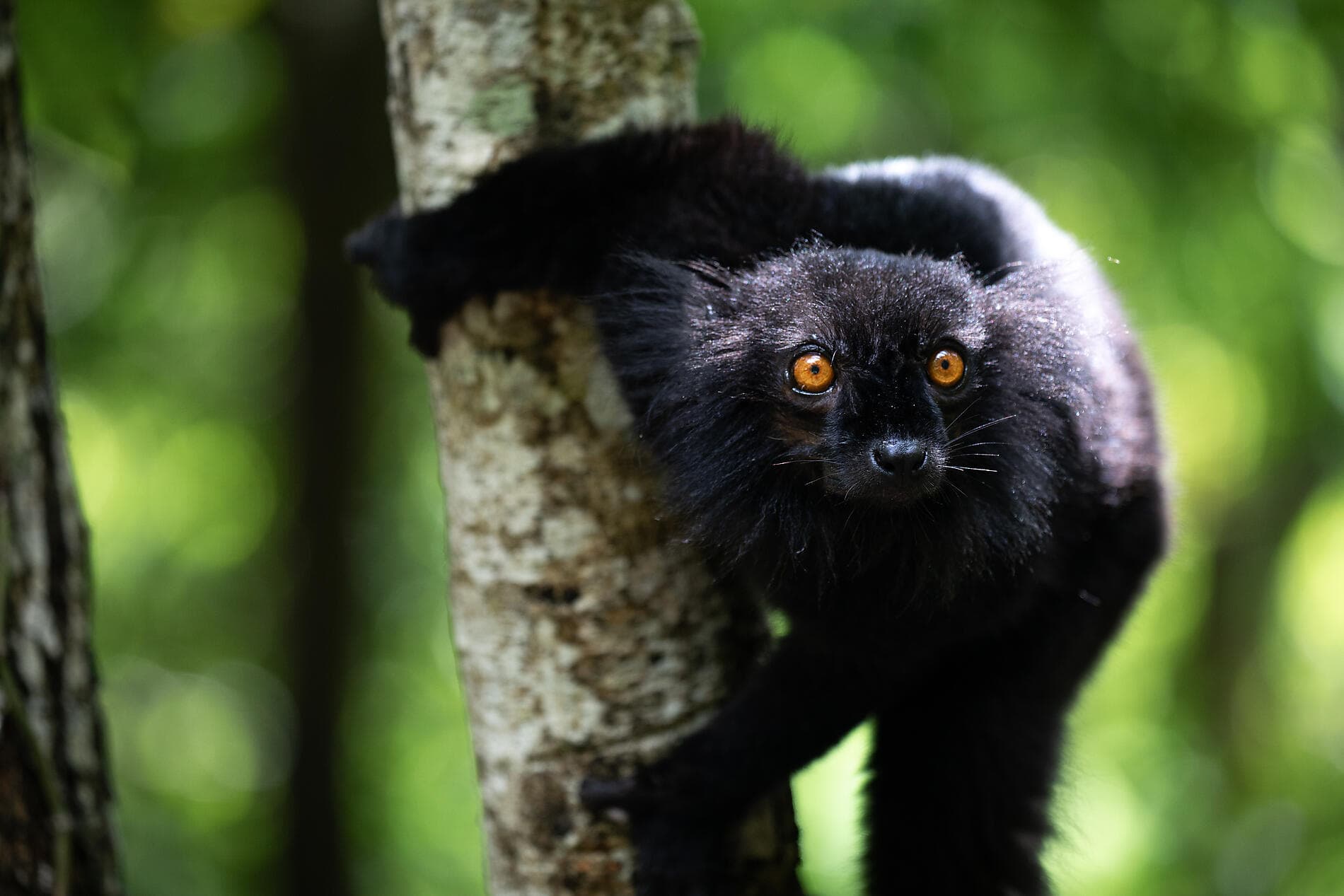 Madagaskar und Seychellen: Naturschätze des Indischen Ozeans – mit Smithsonian Journeys 
