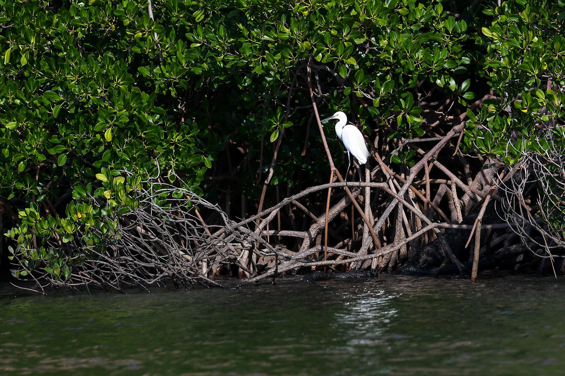 Sonnenfinsternis über Westaustralien: Entlang der Kimberley-Küste – mit Smithsonian Journeys   