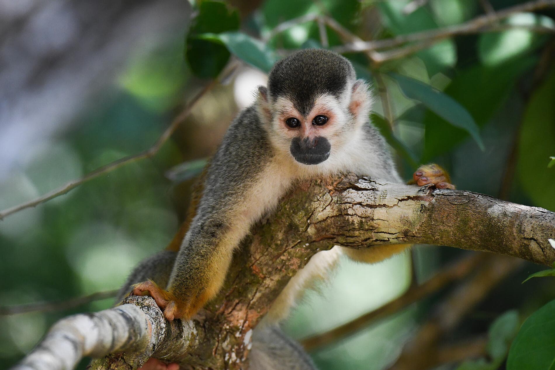 Geheimnisse Mittelamerikas 