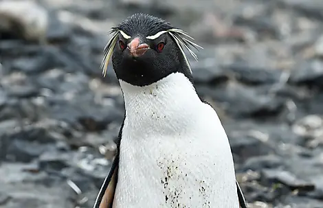 19. Nov 26 - The Neck, Saunders Island