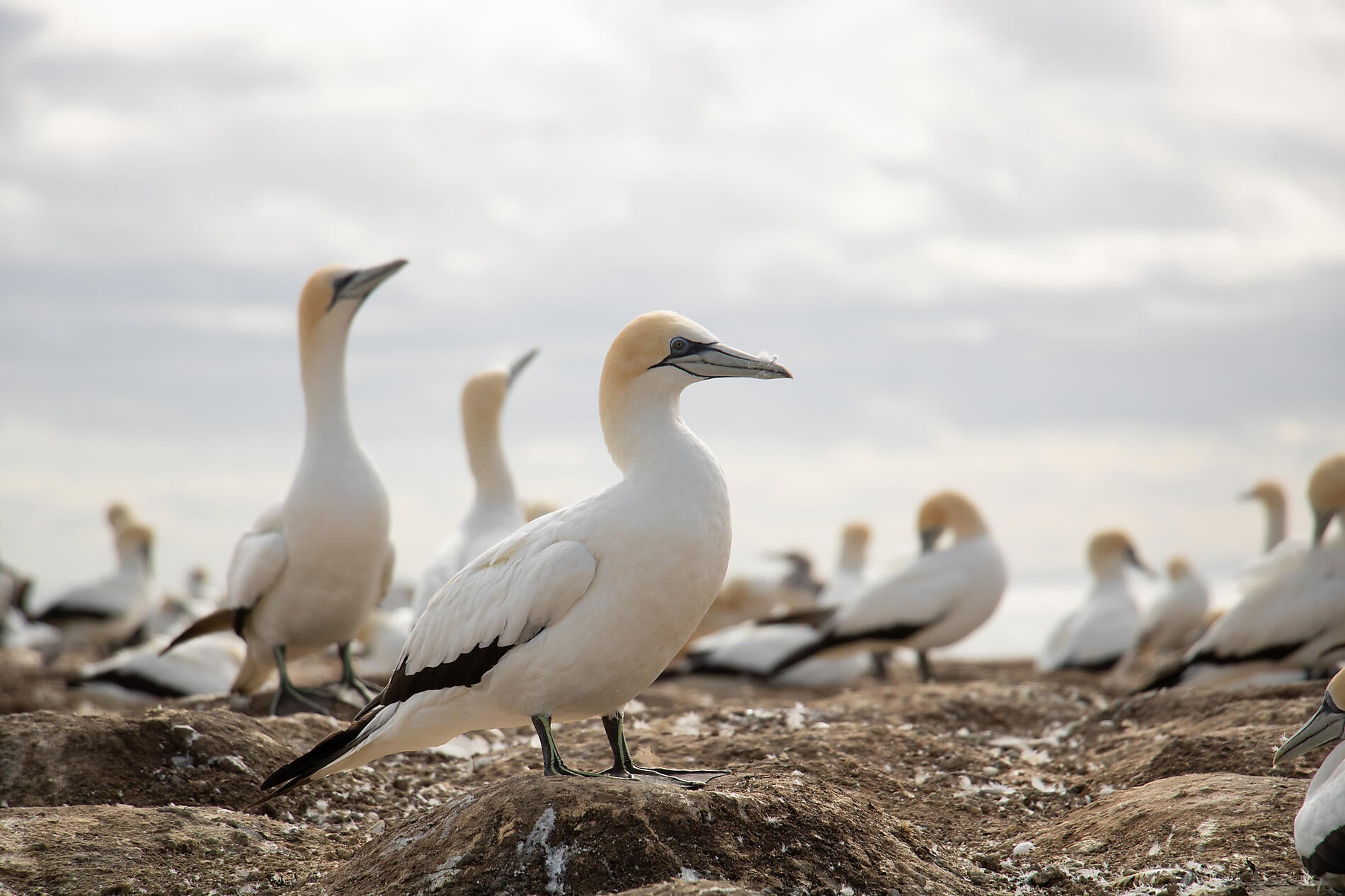 N-535_R200319_Napier_New-Zealand_Fou-De-Bassan©Studio PONANT-Charlotte Ortholary.jpg