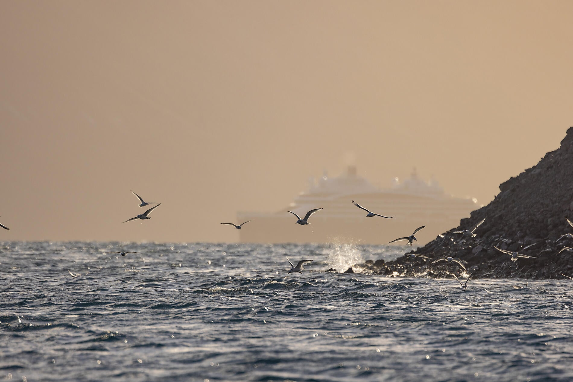 60_RN025-O070922_Seabirds-in-front-of-Le-Commandant-Charcot-Maxwell-Bay-Devon-Island-NW-Passagee©PON (1).JPEG