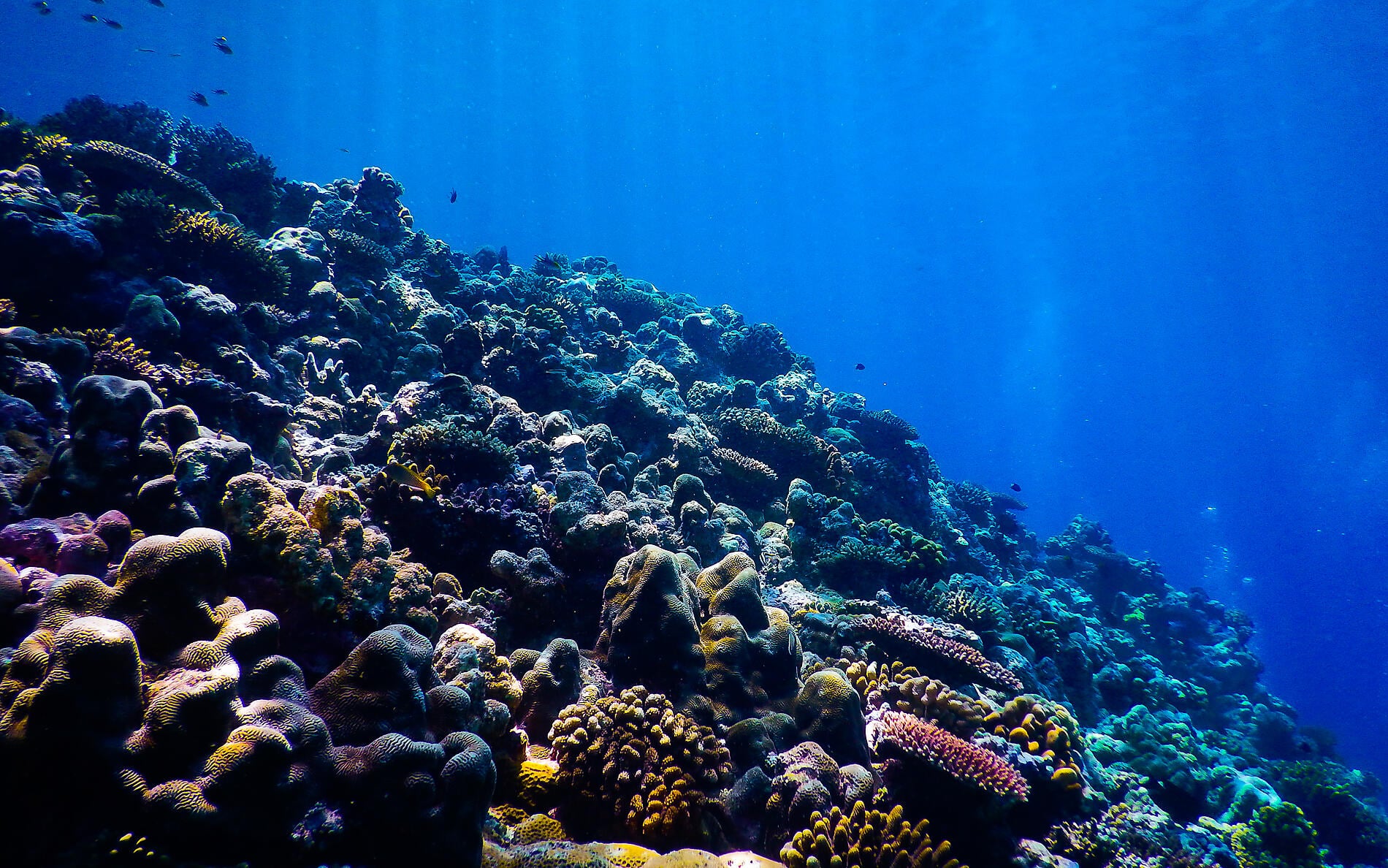 Rowley Shoals - Underwater © Tim Gunns.JPG