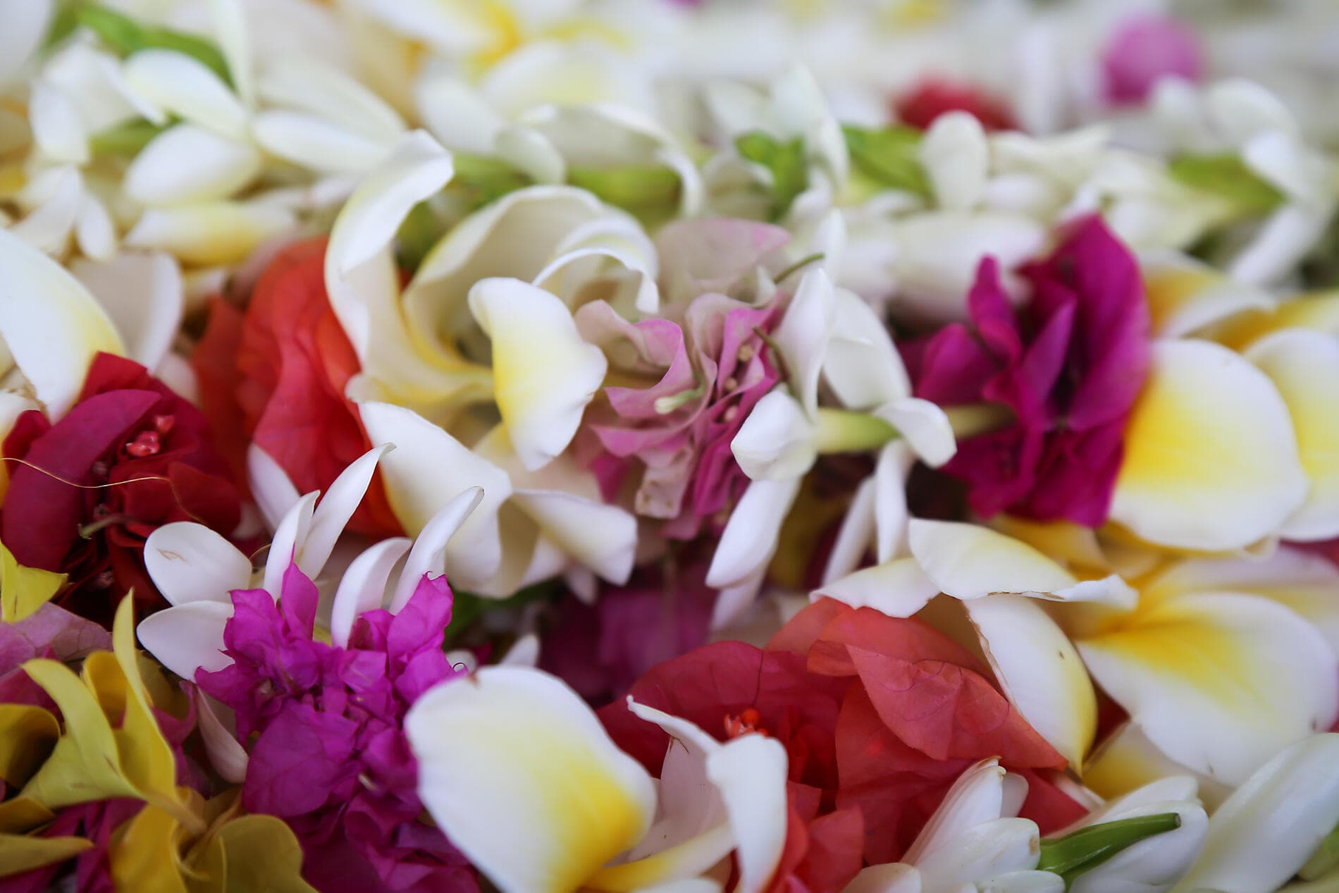 Geheimnisvoll: Französisch-Polynesien und die Insel Pitcairn