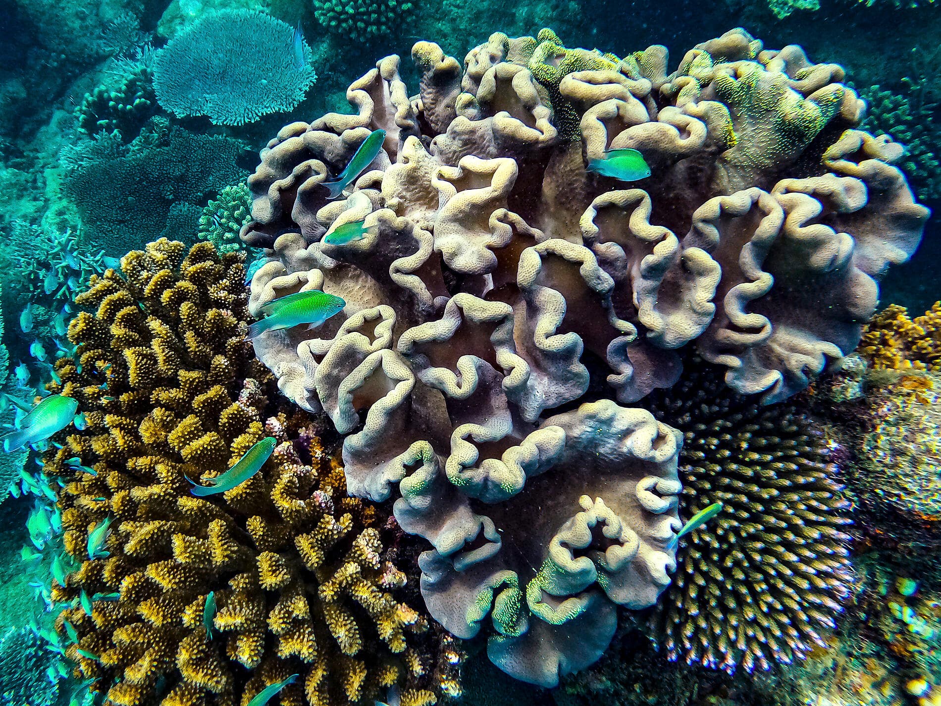 Madagaskar und Südafrika